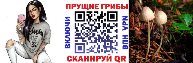 Купить где  Вятские Поляны  Галлюциногенные грибы Cubensis 